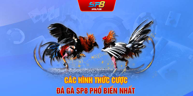 Các hình thức cược đá gà SP8 phổ biến nhất