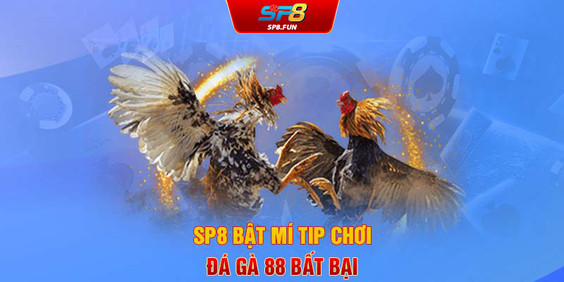 SP8 bật mí tip chơi đá gà 88 bất bại