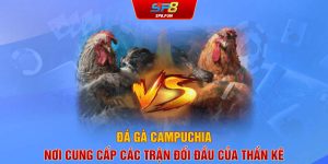 Đá gà Campuchia - Nơi cung cấp các trận đối đầu của thần kê