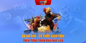 Đá gà SP8 - Cá cược kịch tính trên từng trận đấu nảy lửa