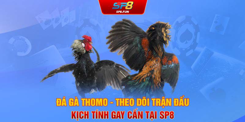 Đá gà Thomo - Theo dõi trận đấu kịch tính gay cấn tại SP8