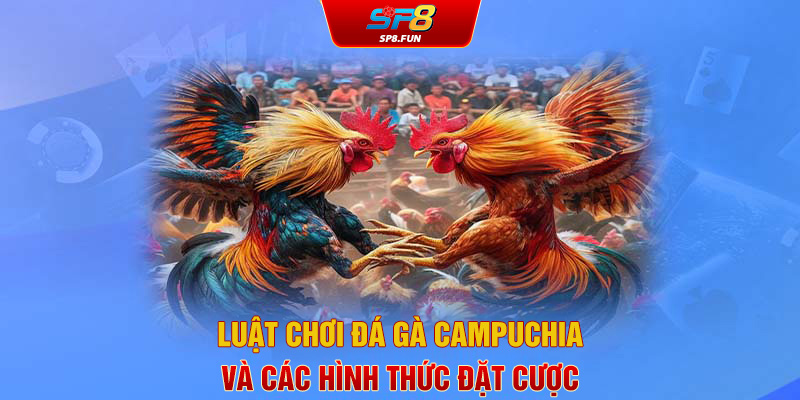 Luật chơi đá gà Campuchia và các hình thức đặt cược