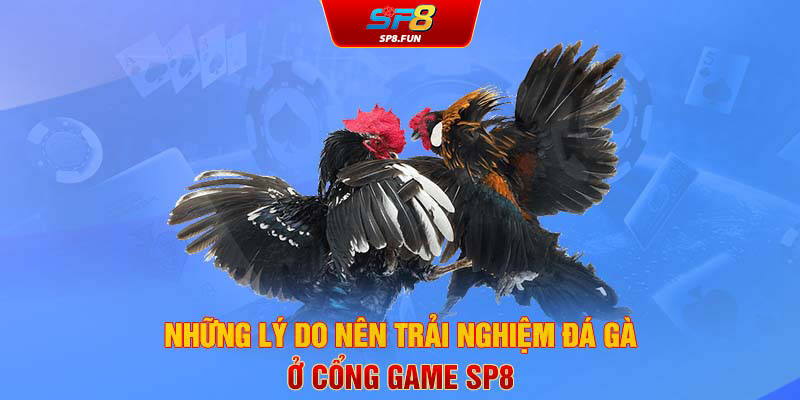 Những lí do nên trải nghiệm đá gà ở cổng game SP8