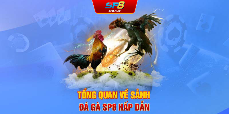 Tổng quan về sảnh đá gà SP8 hấp dẫn