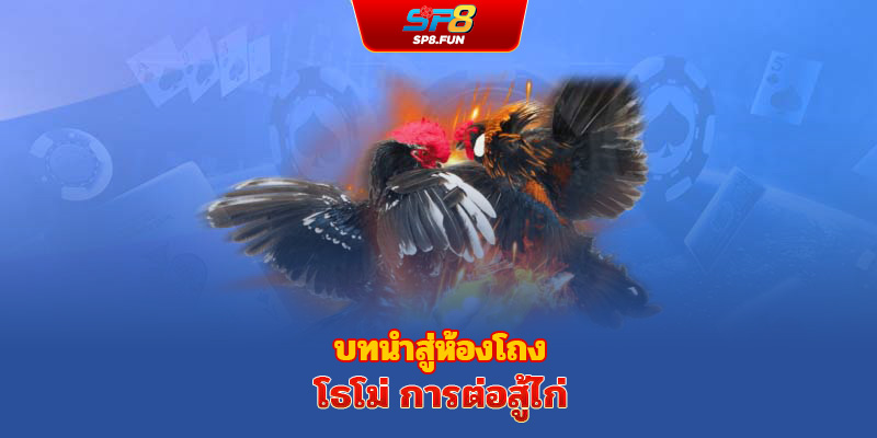 เหตุผลที่ไก่ชน Thomo ที่เว็บ sp8bet ดึงดูดผู้เล่น