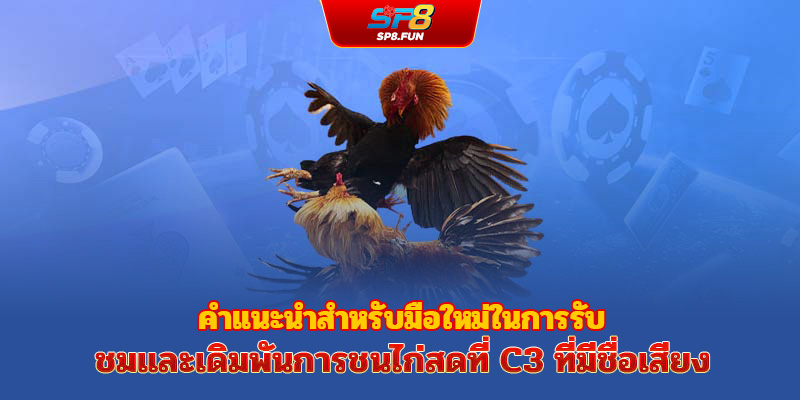 แนะนำมือใหม่ดูและเดิมพันไก่ชนถ่ายทอดสด C3 อย่างมั่นใจ